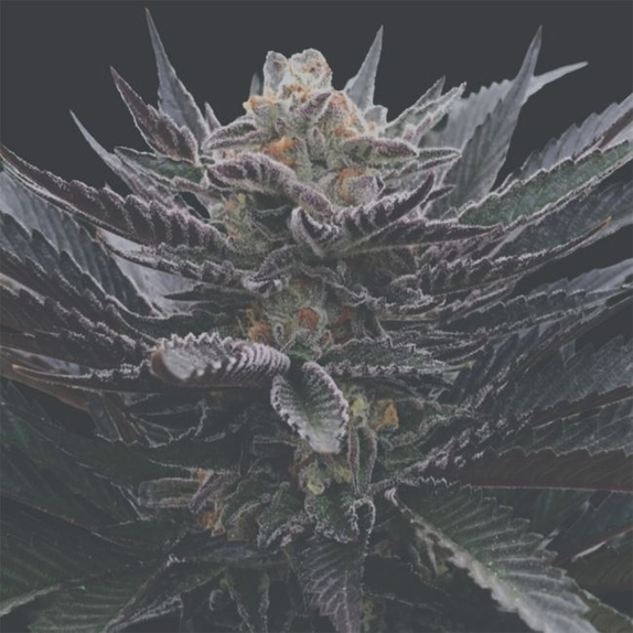 Banana Hamma Regular (Arcana Collective) Cannabis Seeds