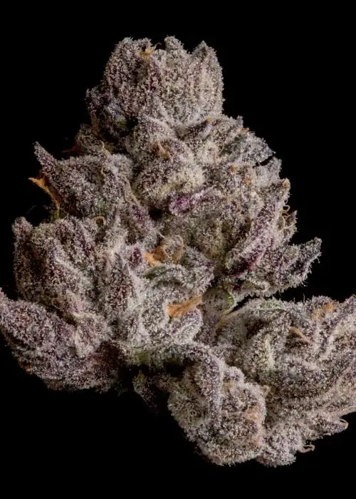 Cauldron Feminised (Wizard Trees Genetics) Cannabis Seeds