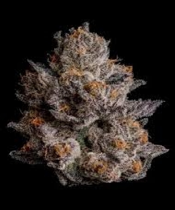 Black Orchard feminised  (Wizard Trees Genetics) Cannabis Seeds