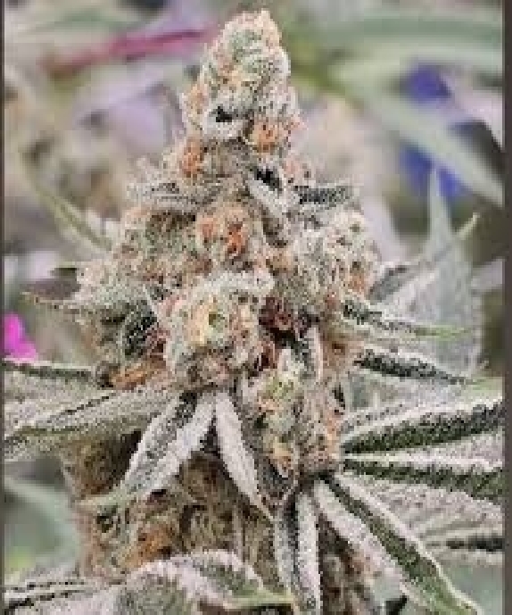 Midori Reserve feminised (In House Genetics) Cannabis Seeds