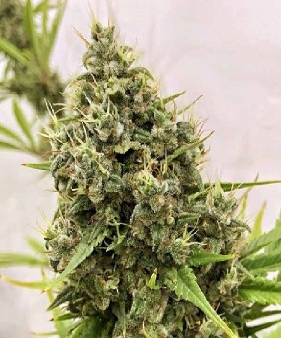 Guawi Regular Cannabis Seeds