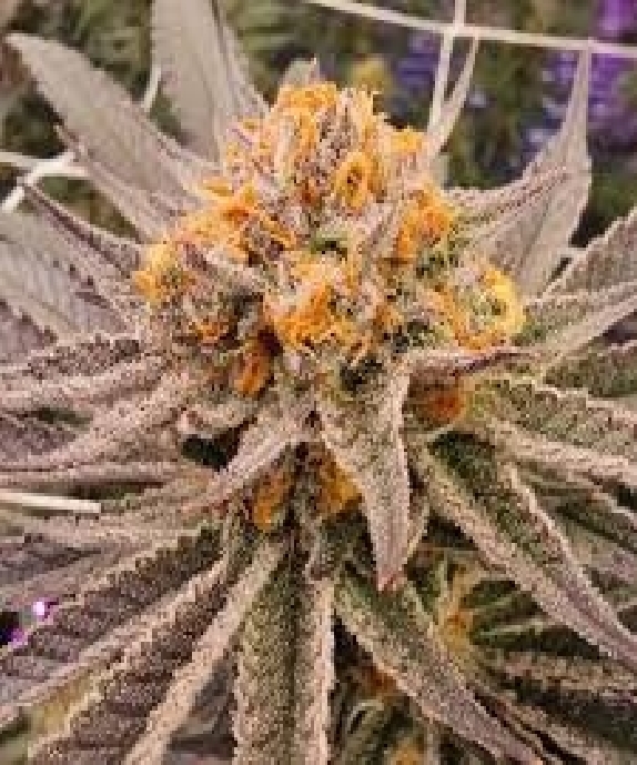 Midori Zushi S1 (In House Genetics) Cannabis Seeds