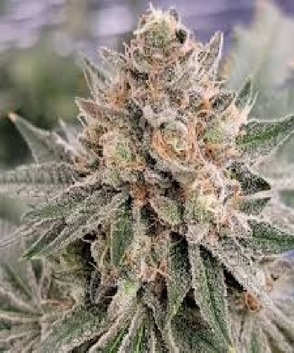 Permanent Zushi feminised (In House Genetics) Cannabis Seeds