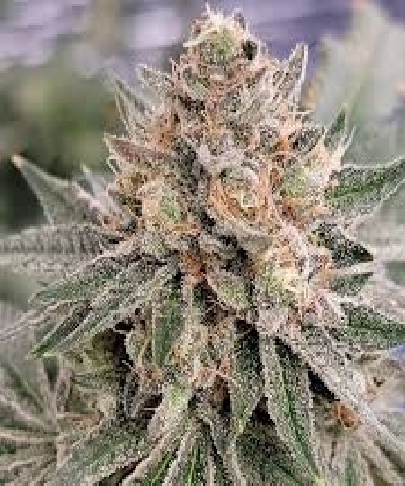 Original Z rbx1 feminised (In House Genetics) Cannabis Seeds