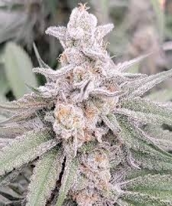 Sugar Zushi (In House Genetics) Cannabis Seeds