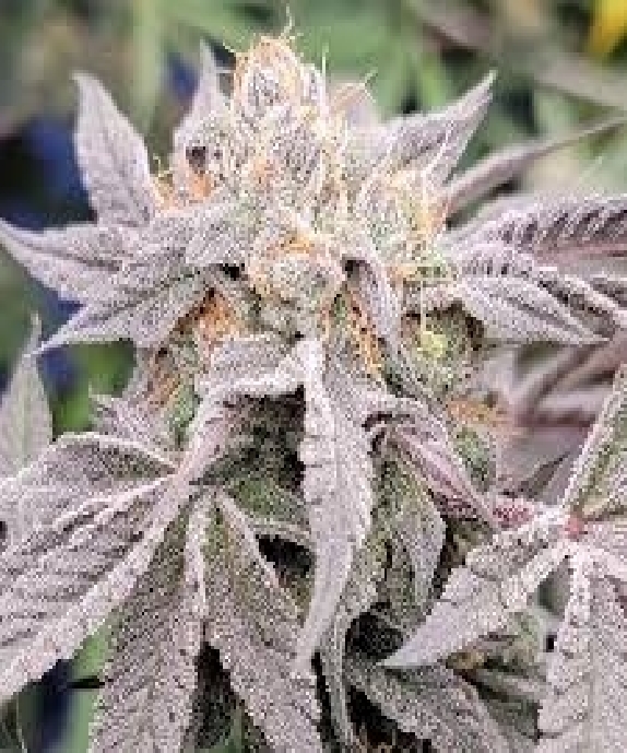 Double Midori (In House Genetics) Cannabis Seeds
