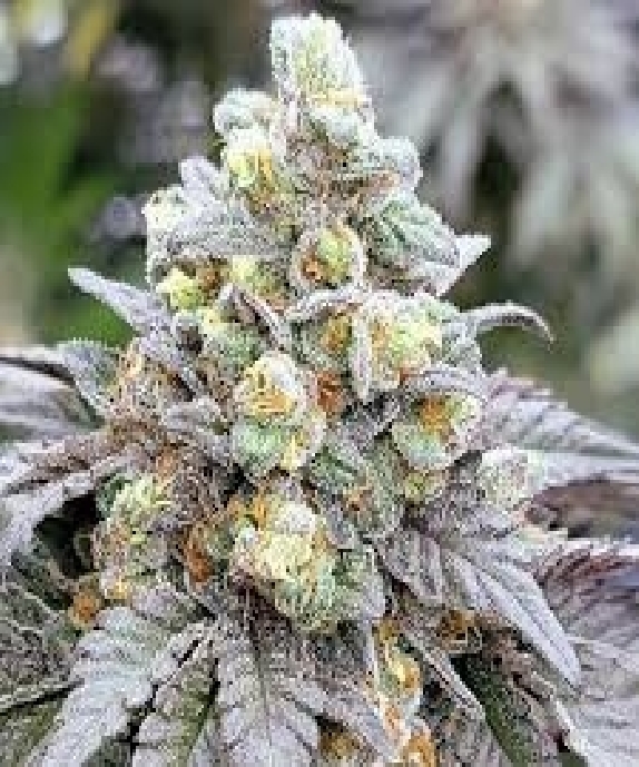 Zushi Noir (In House Genetics) Cannabis Seeds