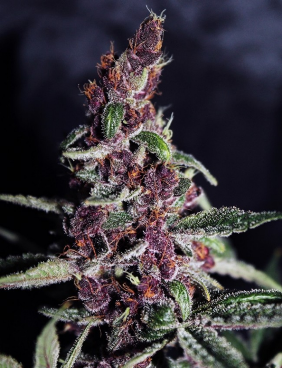 Violeta Regular Cannabis Seeds