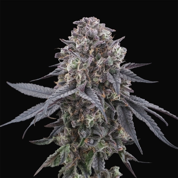 Mangozzteen Feminised (Perfect tree seeds) Cannabis Seeds