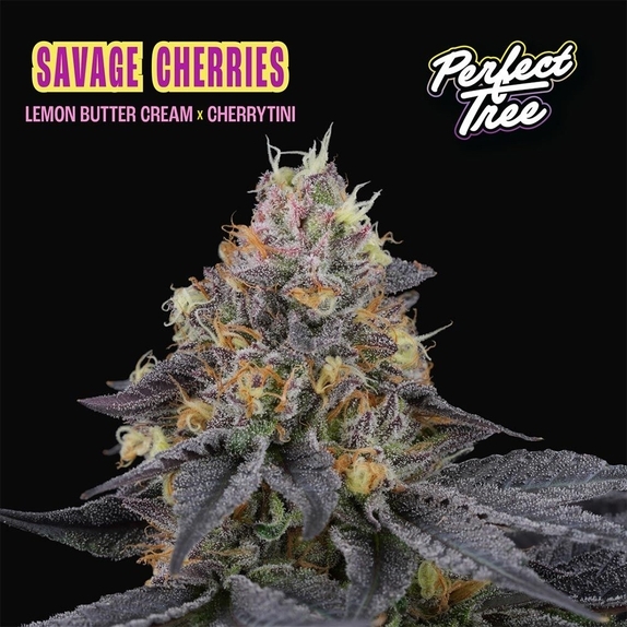 Savage Cherries Feminized (Perfect tree seeds) Cannabis Seeds