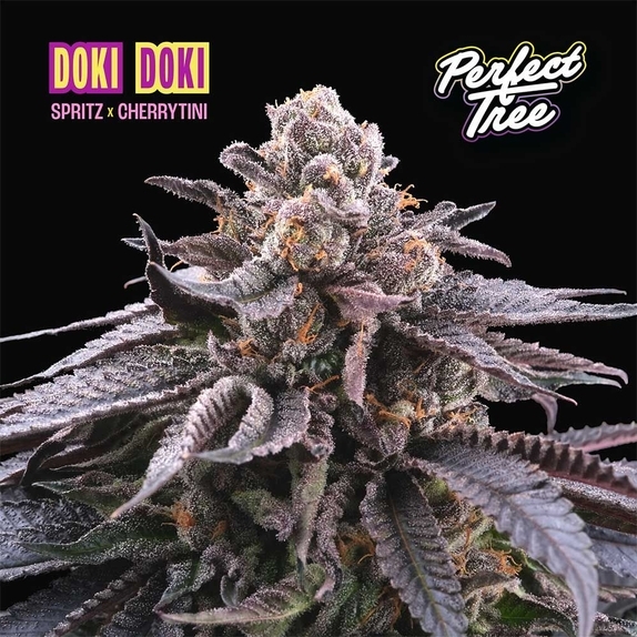 Doki Doki Feminized (Perfect tree seeds) Cannabis Seeds