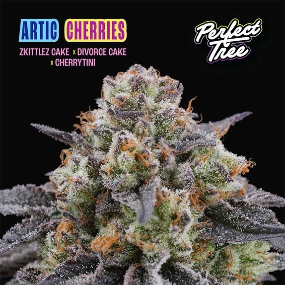 Artic Cherries Feminized  (Perfect tree seeds) Cannabis Seeds