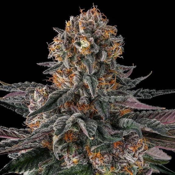 Orange Moon Feminzed (Compound Genetics Seeds) Cannabis Seeds