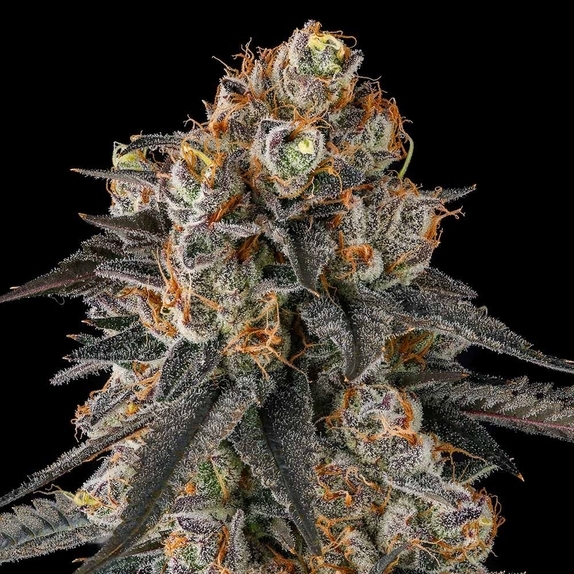 Solazo Feminzed (Compound Genetics Seeds) Cannabis Seeds