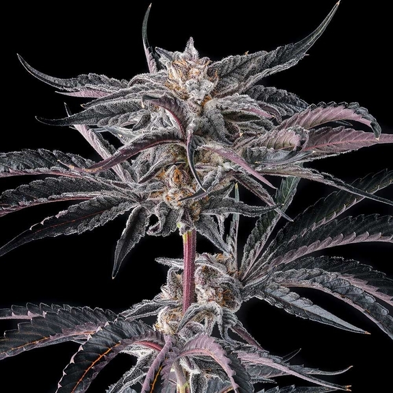 Nakamarra Feminzed (Compound Genetics Seeds) Cannabis Seeds