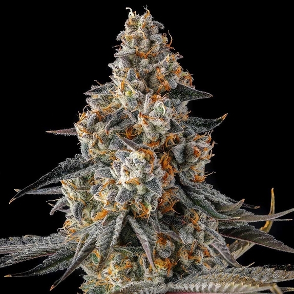La Llorona Feminzed (Compound Genetics Seeds) Cannabis Seeds