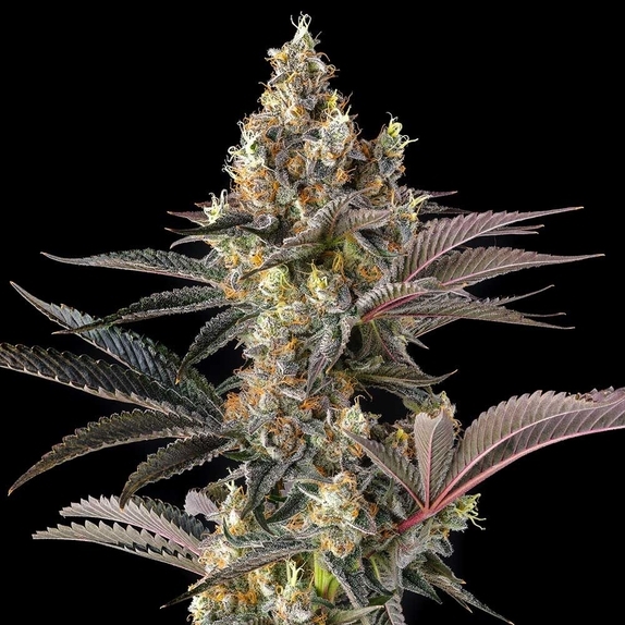 Tostones Feminzed (Compound Genetics Seeds) Cannabis Seeds