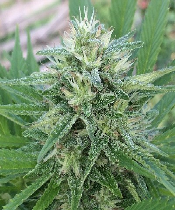 Panama x Bangi Haze Regular Cannabis Seeds