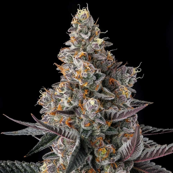 Shake Back Feminzed (Compound Genetics Seeds) Cannabis Seeds