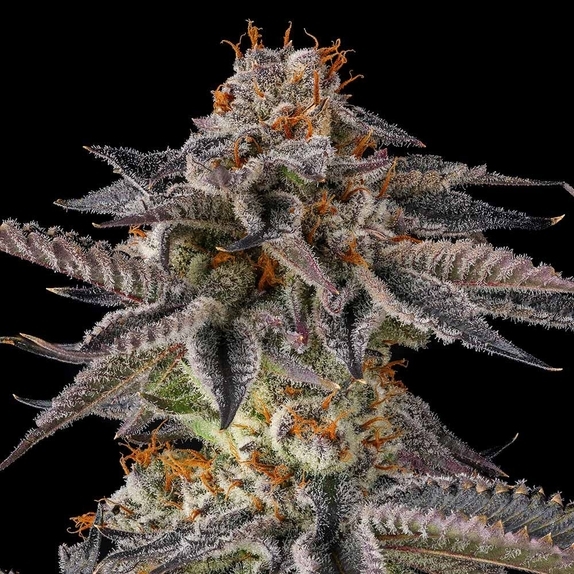 JAHrassic Feminzed (Compound Genetics Seeds) Cannabis Seeds