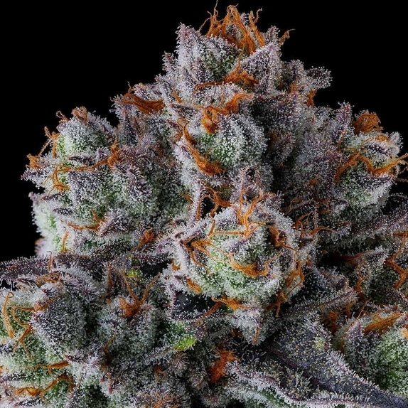 Gastro Funk Feminzed (Compound Genetics Seeds) Cannabis Seeds