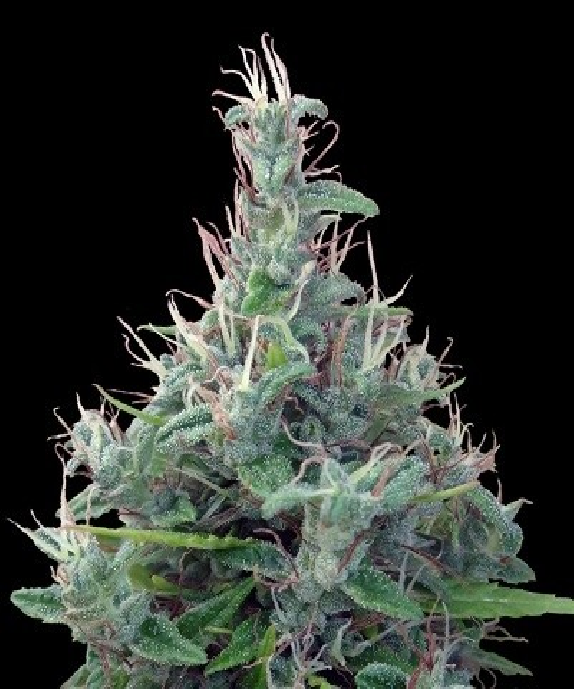 Lebanese Regular Cannabis Seeds