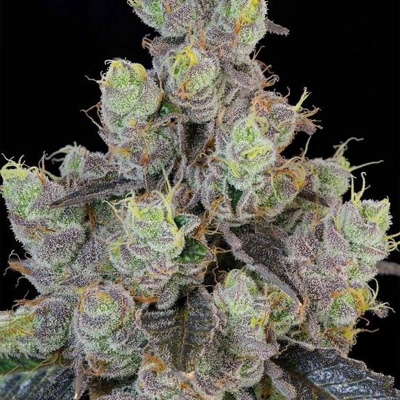 Blue Chiesel Feminized (Grounded Genetics) Cannabis Seeds