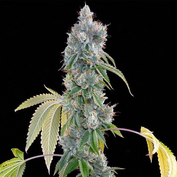 ひろとも様　ランツ 1ml &パープルクッシュ3g New Cannabis Seeds | Discreet Cannabis Seeds