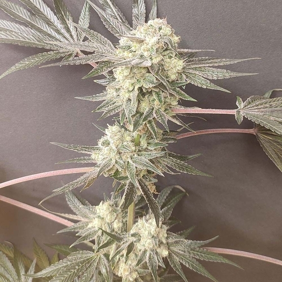 Adventure Mix: Shiskaberry Edition Feminised (Spice of Life Seeds) Cannabis Seeds