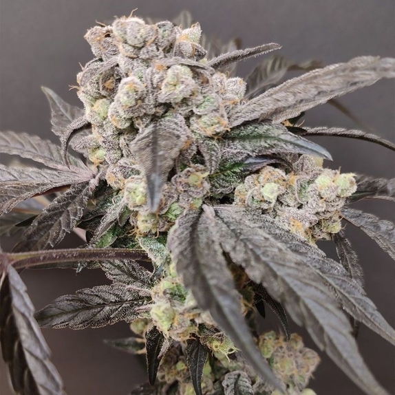 Adventure Mix: Sweet Pink Grapefruit Edition Feminised (Spice of Life Seeds) Cannabis Seeds