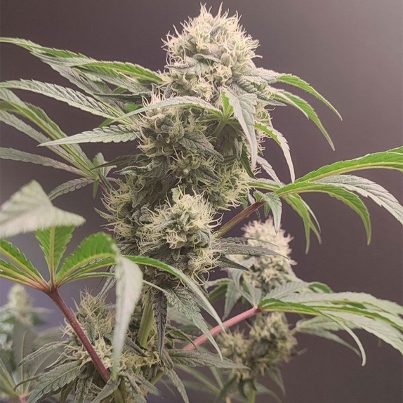 Gorgon Feminized (Seeds Of Anarchy) Cannabis Seeds