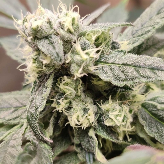 The Epstein List Feminized (Seeds Of Anarchy) Cannabis Seeds
