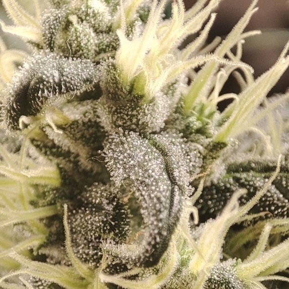 Gunk  (Seeds Of Anarchy) Cannabis Seeds