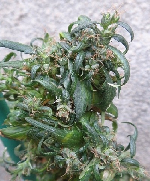 Hokkaido Japan Hemp Regular  Cannabis Seeds