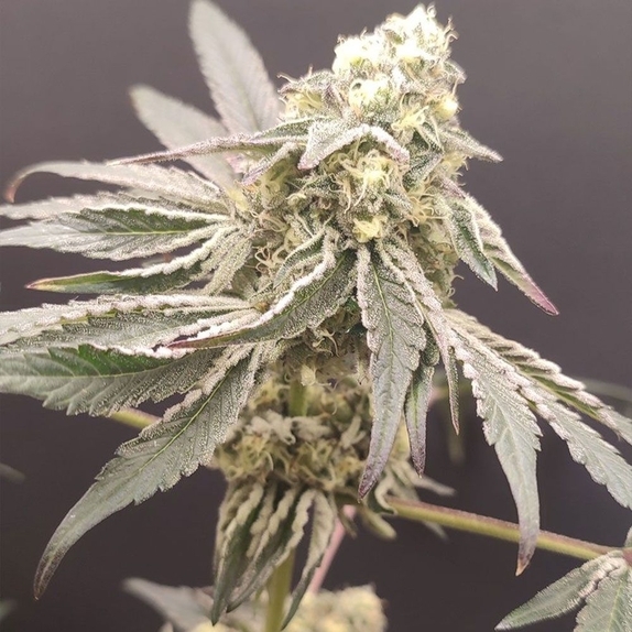 Slurpicle Feminized (Seeds Of Anarchy) Cannabis Seeds