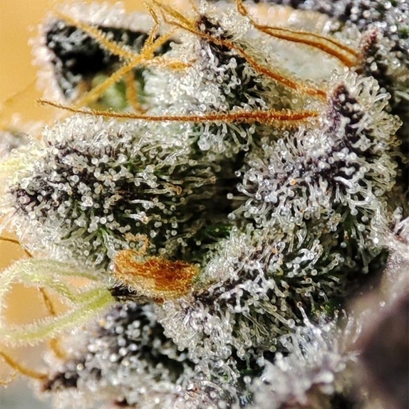 Naughty Dawg Feminized (Seeds Of Anarchy) Cannabis Seeds