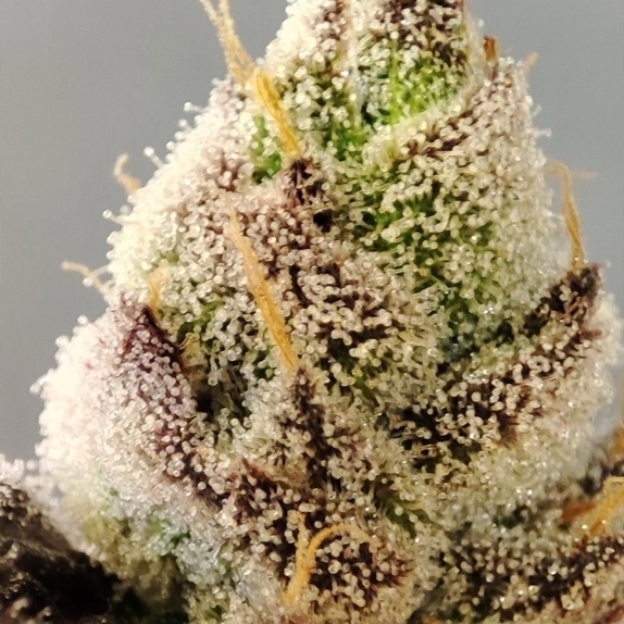 Naughty Dawg Feminized (Seeds Of Anarchy) Cannabis Seeds