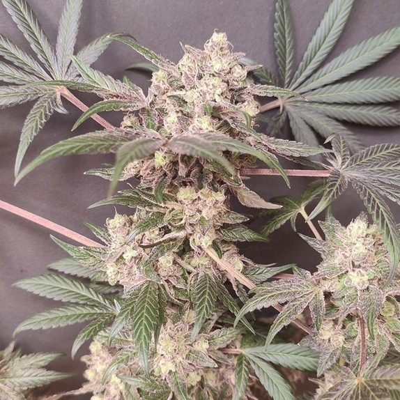 Cabin Fever Feminized  (Seeds Of Anarchy) Cannabis Seeds