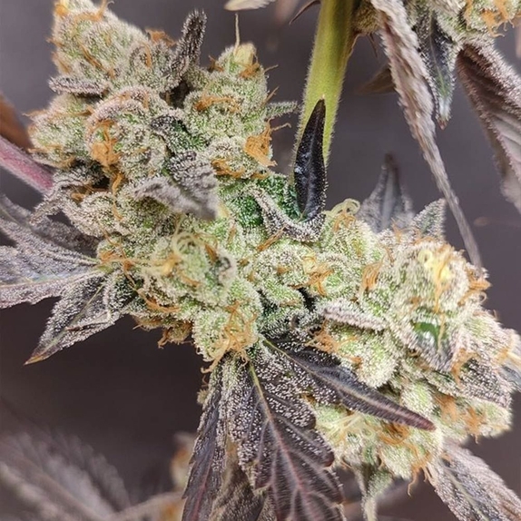 Spritzade Feminized (Seeds Of Anarchy) Cannabis Seeds