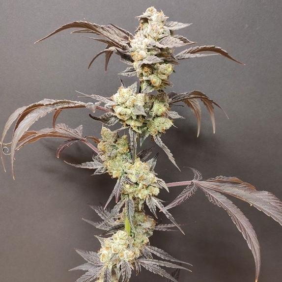 Spritzade Feminized (Seeds Of Anarchy) Cannabis Seeds