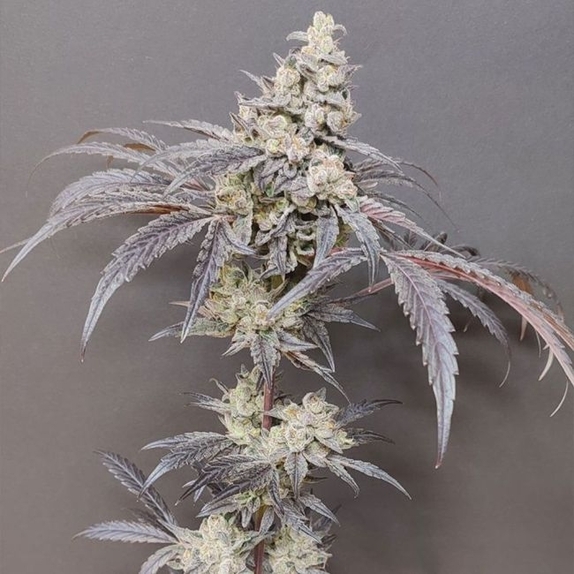 Dancing Sprite Feminized  (Seeds Of Anarchy) Cannabis Seeds