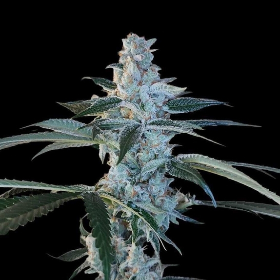 Bing Cherry Brittle(Arcana Collective) Cannabis Seeds