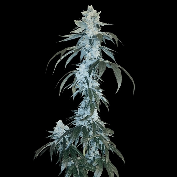 Rudy Regular  (Arcana Collective) Cannabis Seeds