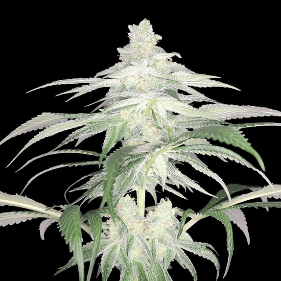 Lemon Tree S1 Feminized (Arcana Collective) Cannabis Seeds