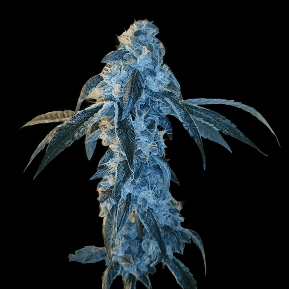 Key Klub 33 Feminized (Arcana Collective) Cannabis Seeds