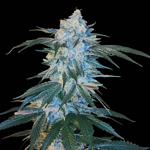 ひろとも様　ランツ 1ml &パープルクッシュ3g New Cannabis Seeds | Discreet Cannabis Seeds
