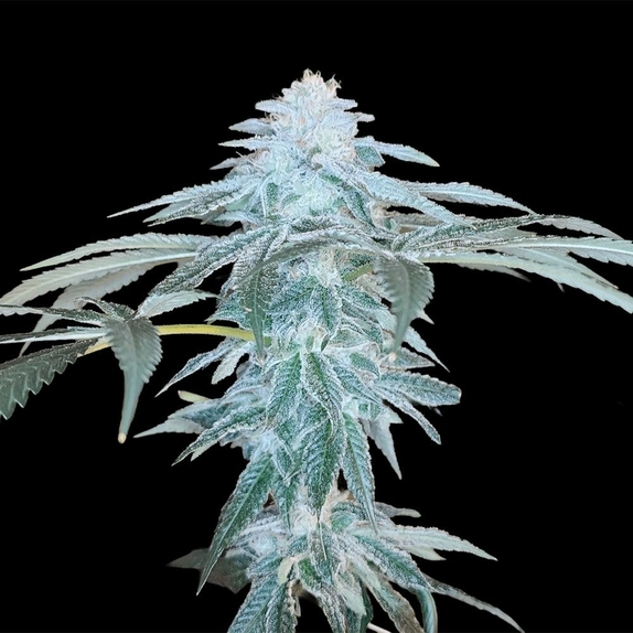 June Plum Feminized (Arcana Collective) Cannabis Seeds