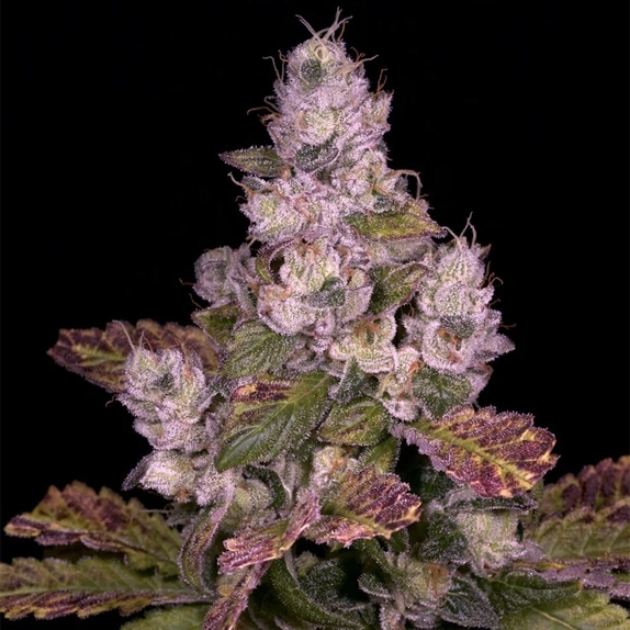 ひろとも様　ランツ 1ml &パープルクッシュ3g New Cannabis Seeds | Discreet Cannabis Seeds
