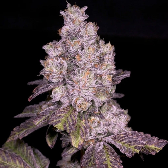Triple Threat Regular (Archive Seedbank) Cannabis Seeds