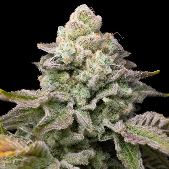 Bananarama Regular (Archive Seedbank) Cannabis Seeds